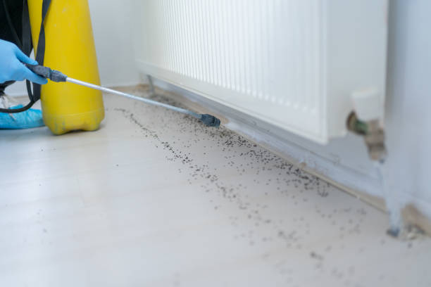 Best Spider Control Near Me  in Highland City, FL
